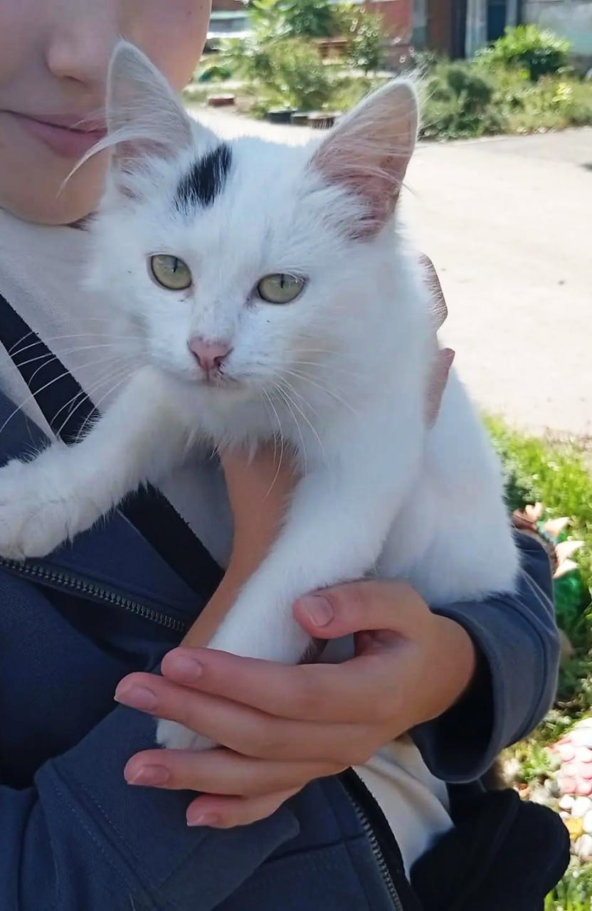 Чей котенок? В районе парка?
Гагарина 22